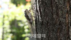 “중국인들이 매미 대량 채집”…1년 뒤 한강에 걸린 현수막