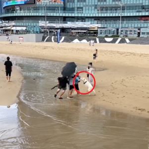 “목줄 하라니까요!” 무시하더니…대형견 질주에 견주도 ‘쩔쩔’