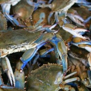 "먹어서 없애자" 이탈리아 골칫덩이 '푸른 꽃게' 年316억 대박