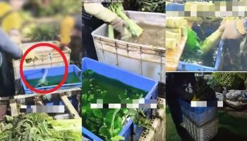 “초록 물에 상추 넣더니 박박”…中, 이번엔 ‘염색 채소’ 발칵
