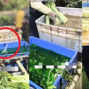 “초록 물에 상추 넣더니 박박”…中, 이번엔 ‘염색 채소’ 발칵