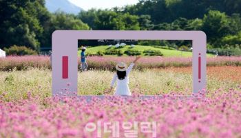 "가을이 오면~ 경기북부 꽃 축제 한번씩은 가봐야죠"