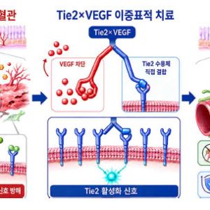 “VEGF 차단 넘어 혈관 정상화”…인제니아·큐라클, 황반변성 TIE2 경쟁