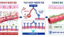 “VEGF 차단 넘어 혈관 정상화”…인제니아·큐라클, 황반변성 TIE2 경쟁