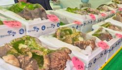 1kg 90만원도 비쌌는데...나흘 만에 '162만원' 된 이것