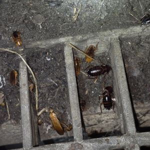 “한 마리도 소름인데”…350마리 낳는 중동 바퀴벌레, 부산에 터잡았다