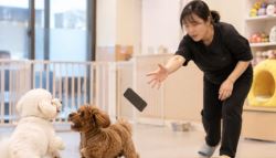 계단서 떨어져 죽었다더니…애견 유치원 CCTV에 담긴 충격 장면